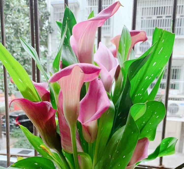 适合夏季养的花,好活易爆盆,名字好听花更美,越养越上瘾