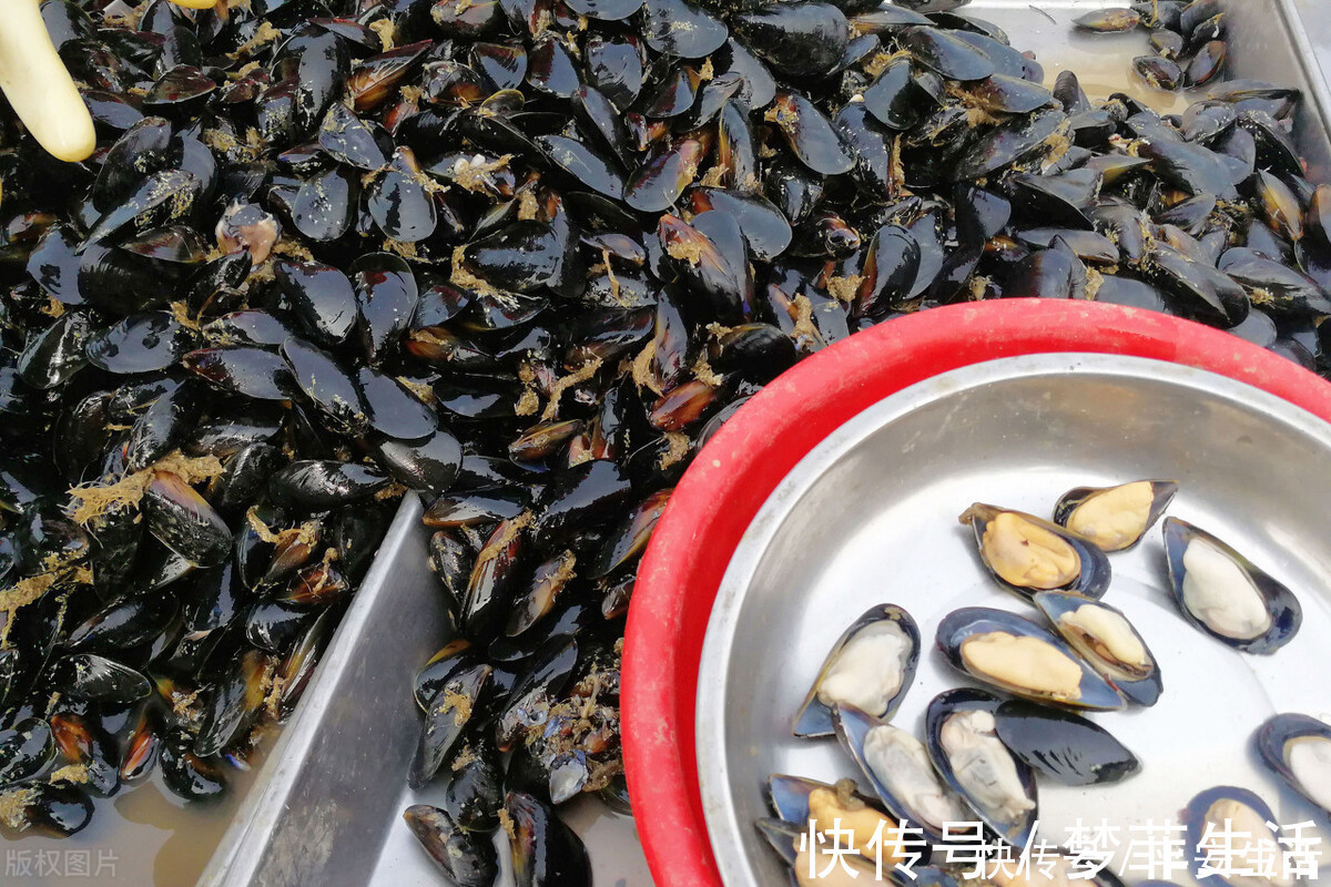 生蚝|听名字误以为是蔬菜,被称“海中鸡蛋”,比鱼虾营养,比生蚝鲜美