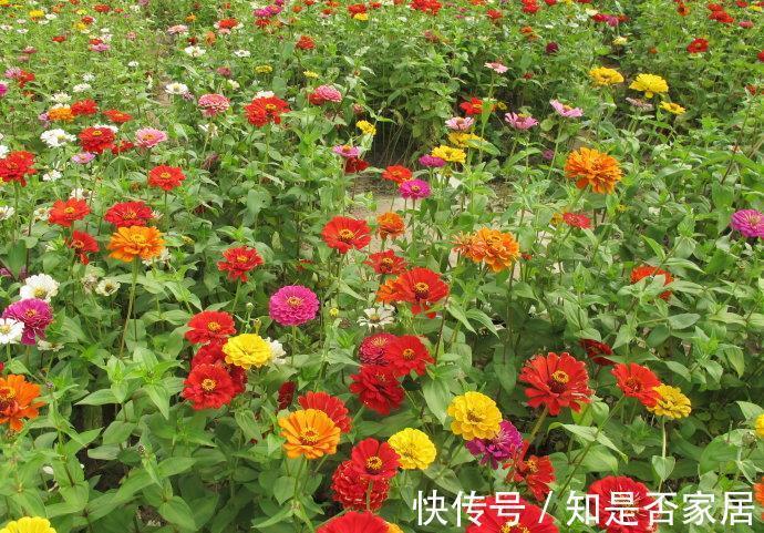 长春花|6种“小草花”,满院子疯长开花,不怕高温,不怕脚踏,折腾不死