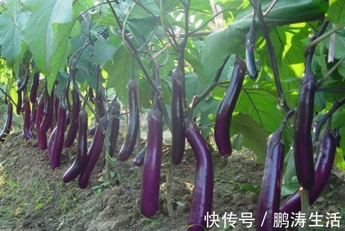 禁忌|常吃茄子好处多,但却不能乱吃,茄子的1大禁忌,还有人不了解