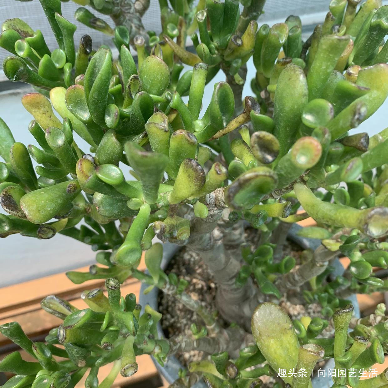 叶子|7年的吸财树,养成“高价盆景”,给辆车都不换,当成传家宝