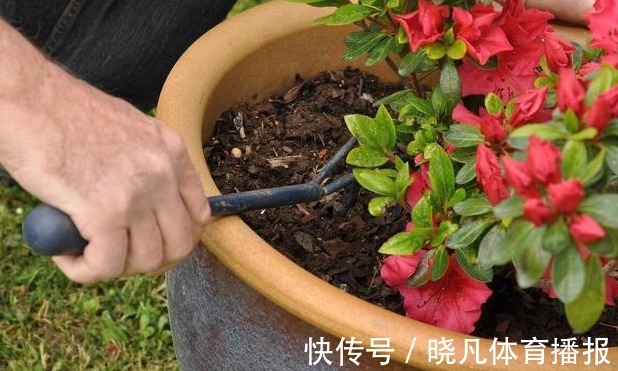 养花|喜欢养花,先戒掉7个坏习惯,不然啥花也养不好,你占了几个?