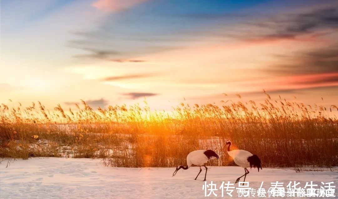 韦应物#咏雪最好的8首诗词,藏着千古名句,哪一首是你心中的第一