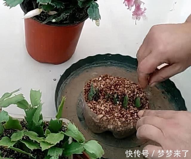 方法|一把梳子,扦插蟹爪兰,齐刷刷一排“白胡须”,插活几十棵