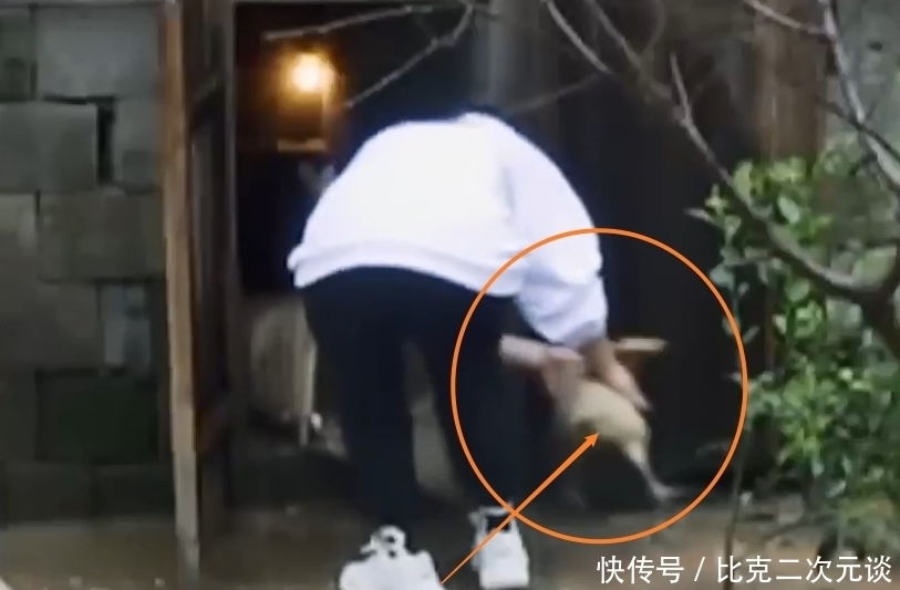 手软|陈赫李诞还没走,蘑菇屋又迎来一位女嘉宾做客,抓起鸡来还不手软