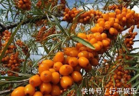 滋补|想长寿先养肝,不妨多吃3种食物,补充营养、滋补身体!