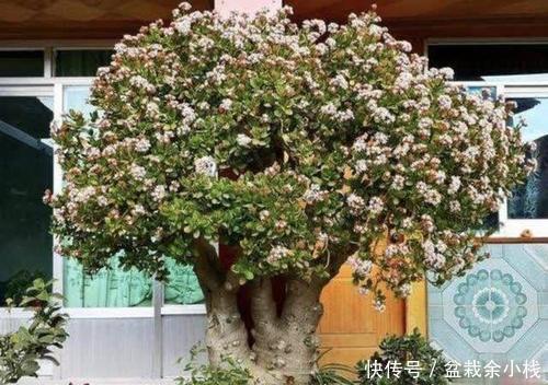 长成|家里养金枝玉叶,做好几件事,枝繁叶茂,长成小老桩!