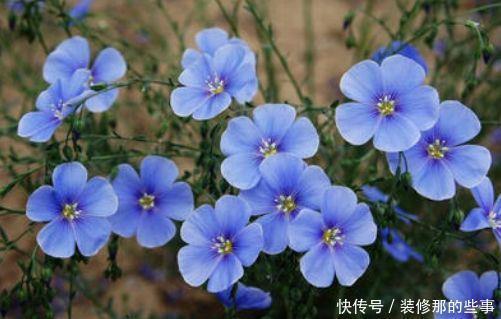 几款散发清新花香的花卉,养在家里,花香四溢,阳台变花海