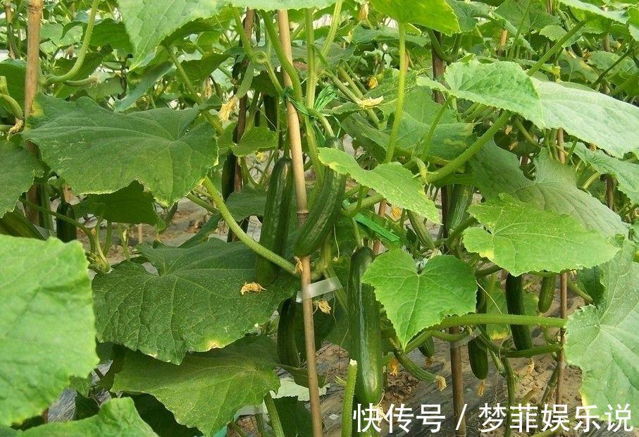 白酒|名老中医一生经验总结,满满干货,看完对你的下半生大有好处!