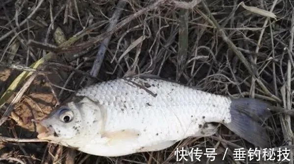 冬钓鲫不用这饵就没口,一年四季都可用,不信你不动心!