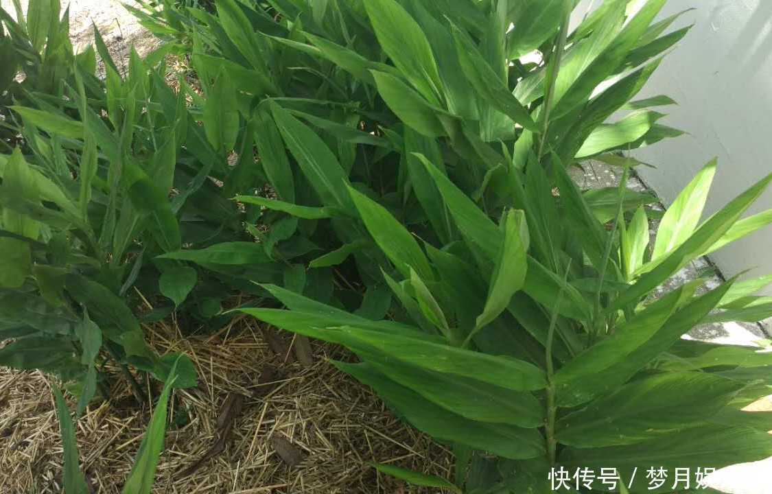 年轻人无人吃,农民当成猪青料,国外稀少当成宝,其实价值很高