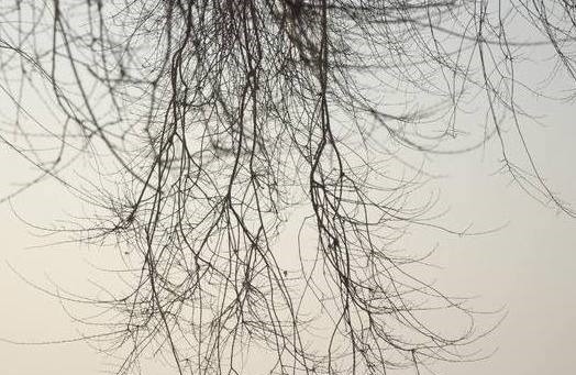 把它加在盆栽里，10年都不会积水烂根，再也不用花钱买肥料了！