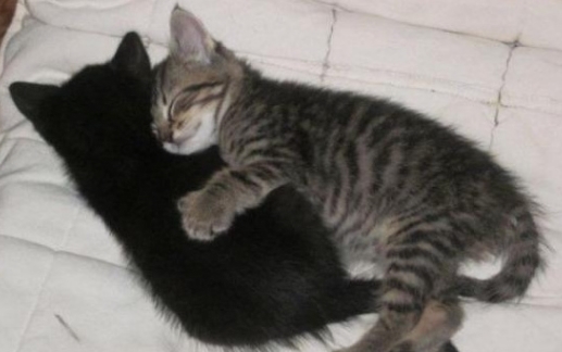 |搞笑动物夫妻睡姿，最后一张太像人类了，你们也太甜蜜了吧！