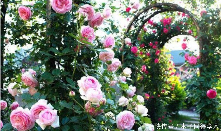 仙气飘飘的4种花,迷人的花朵,开满整个花盆