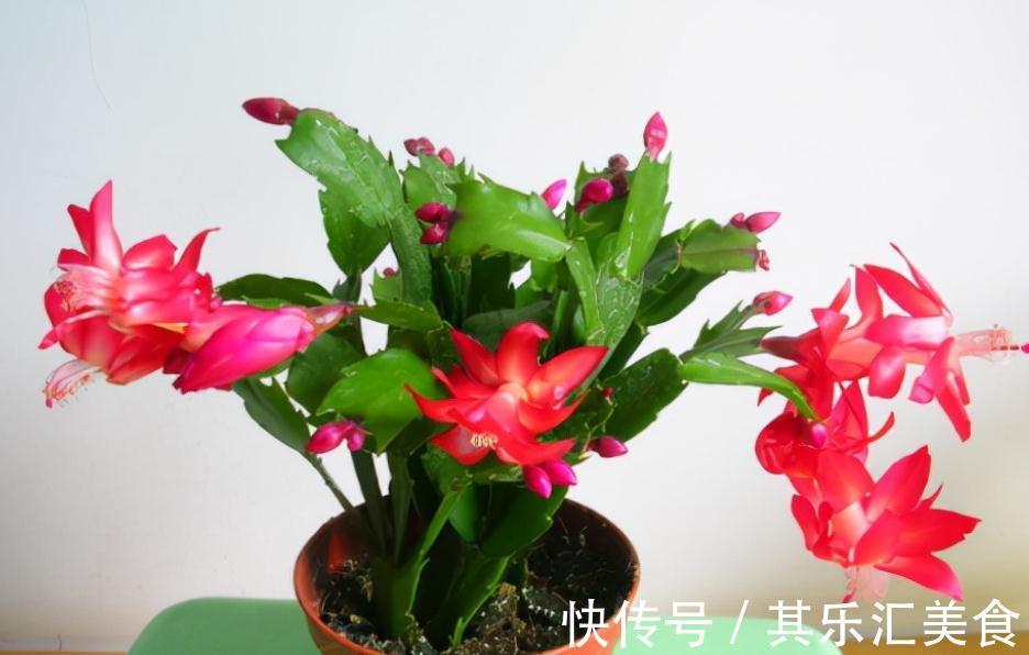 蟹爪兰冬日盆栽,掌握住4个窍门,一茬接一茬开花,又美又多