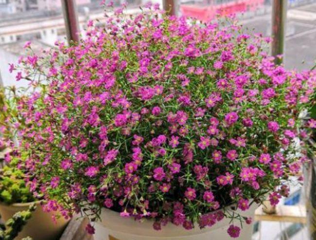 最适合新手养的4种花,沾土就能活,名字好听,花更美