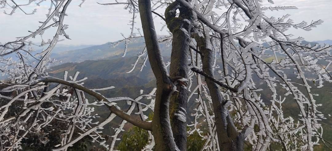 黄荆|美出新境界 四川古蔺黄荆老林立冬雪后现雾凇奇观