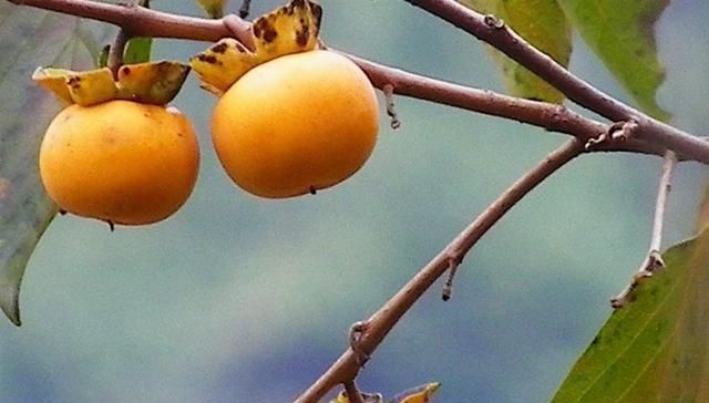 成熟|农村才有的奇特美味野果,吃过十种以上算你牛,城里人见得少