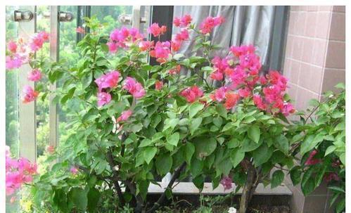 养花的时|什么淘米水、黄豆水,都不如1勺粉末,用来养花,花开爆盆