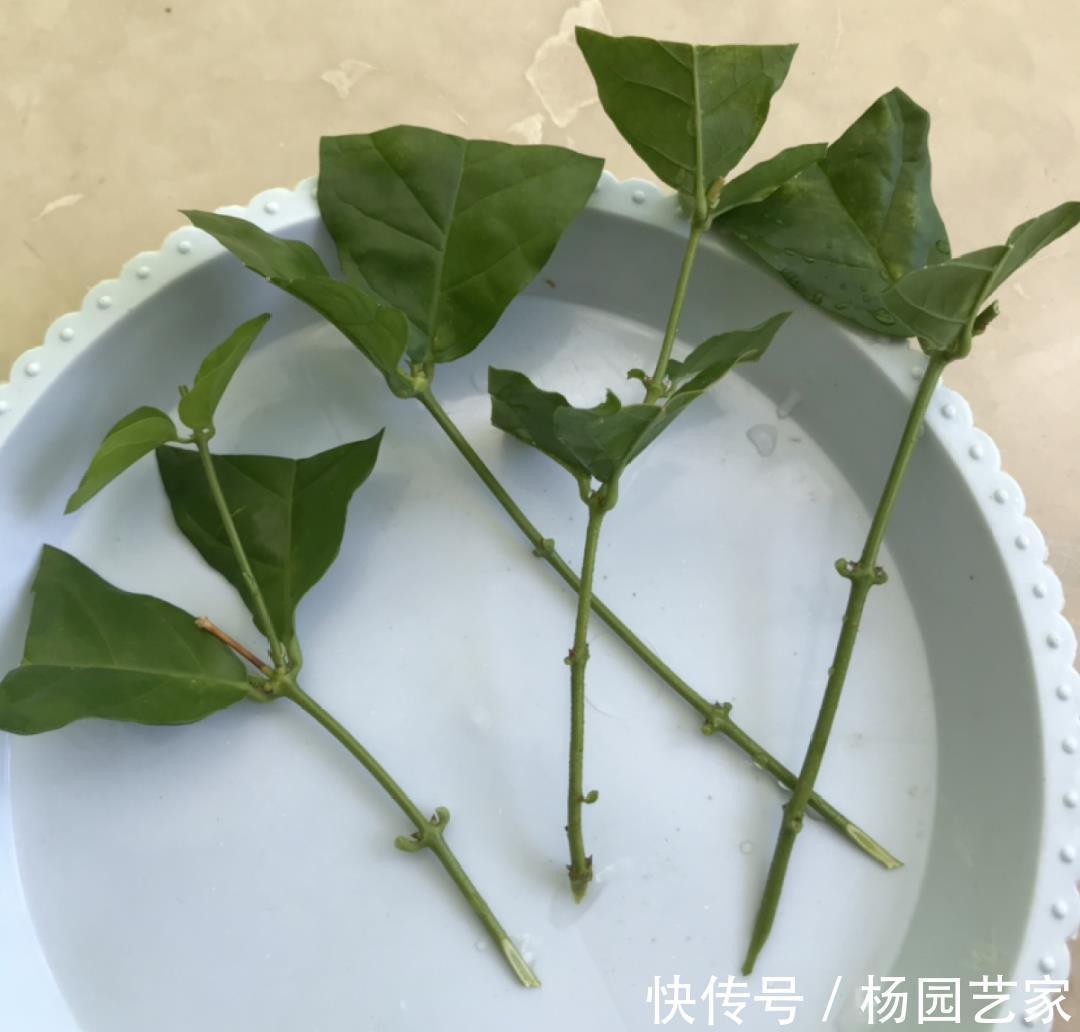 太阳花|天凉后，建议扦插4种花，“生根”后稍加养护就开花