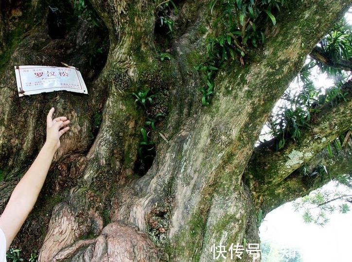 叶片|不注意这些细节,罗汉松越养越丑,养罗汉松必学的常识