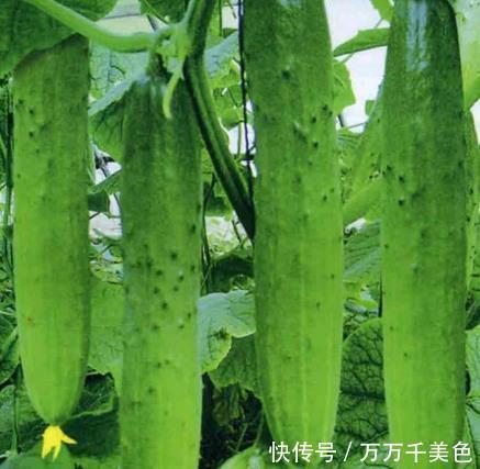 保证|买黄瓜时,挑直的还是弯的?菜农:牢记这3点,保证不花冤枉钱!
