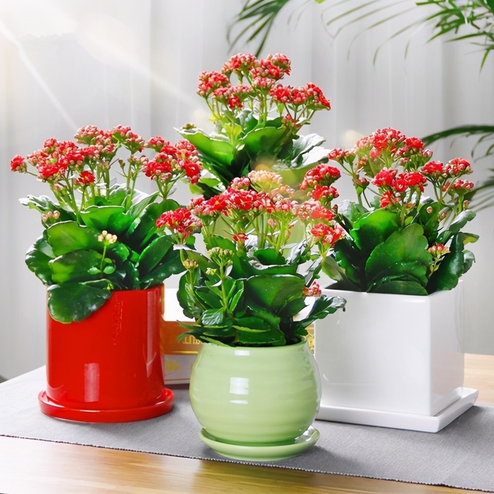 适合卧室养的“3种花”,特点清新雅致,好养漂亮,利于健康