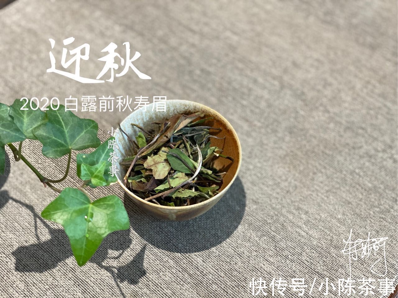 小技巧&白茶真的很难懂吗？学会这4点买茶小技巧，你就算入门了