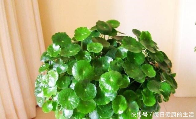家养铜钱草，财源滚滚来，黄叶也不怕一招爆满家，瓶瓶罐罐全是它！