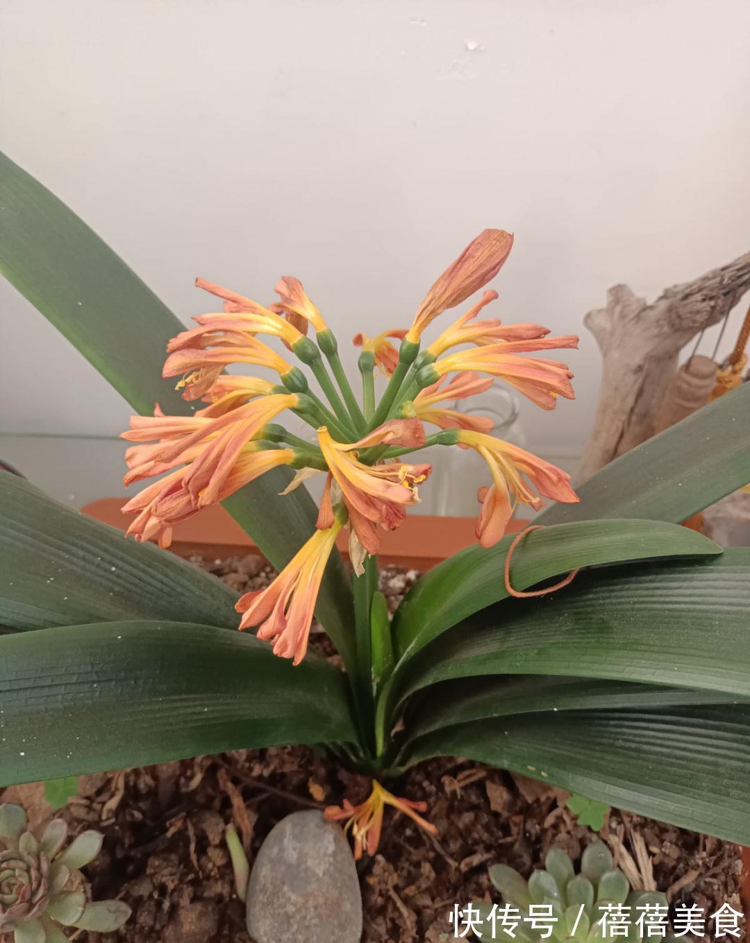 养君子兰就得学会6要点,叶子绿油亮,开花多又大