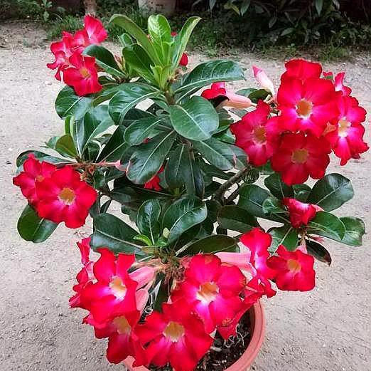 沙漠玫瑰换盆，做好3个“必须”，快速恢复不烂根，年年开花爆盆