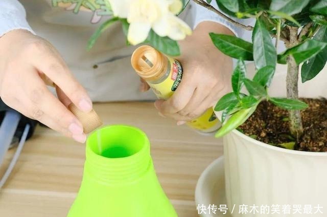 公认难养的6种花,新手慎买,养不活还浪费钱!