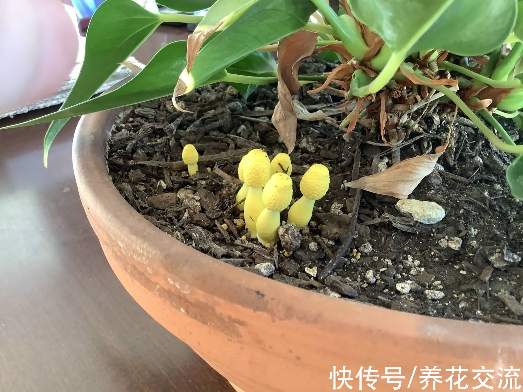 旧土|养死过植物的旧土是否能用来养花，教你“变废为宝”