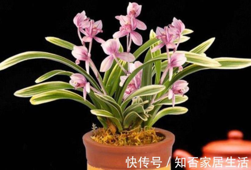 兰花|此花比绿萝好养,花叶俱美,清香宜人,值得拥有