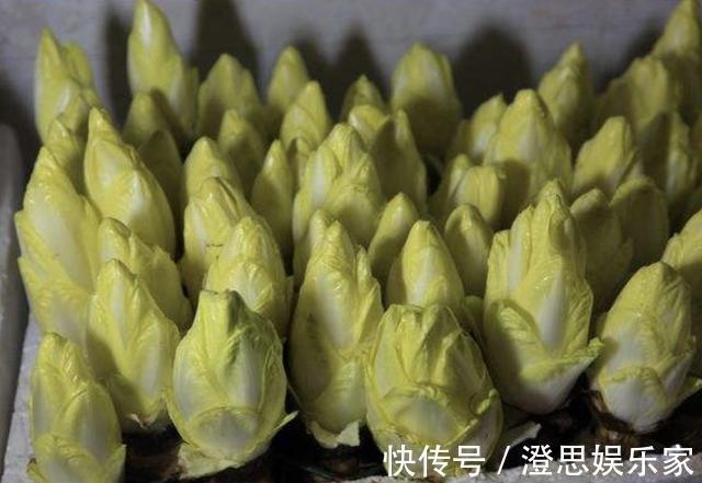 黄金菜|此种“废根”可以当盆栽，埋花盆里7天，长成“黄金菜”，1斤30元