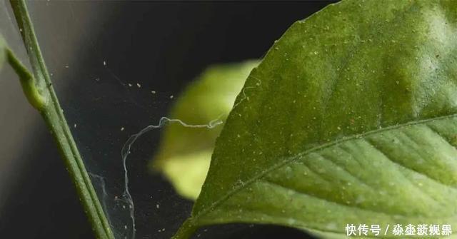黑斑病|养花时很容易出现的6种病虫害,蚜虫、介壳虫和红蜘蛛都要可清除