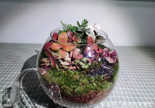 野草|路边野草,种盆里变成值钱盆景,超好养还好看