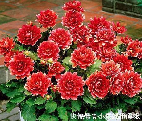 美极了|大丽花怎么养护？掌握3个方法，花大艳丽，开起来美极了！