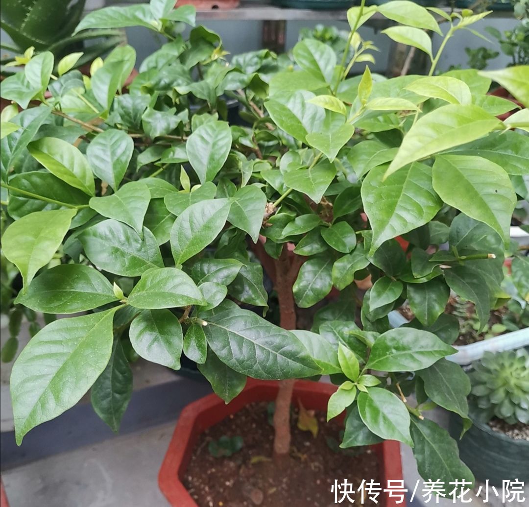 花芽|马上到10月，3种花该给它补肥，好让它分化花芽，多长花苞