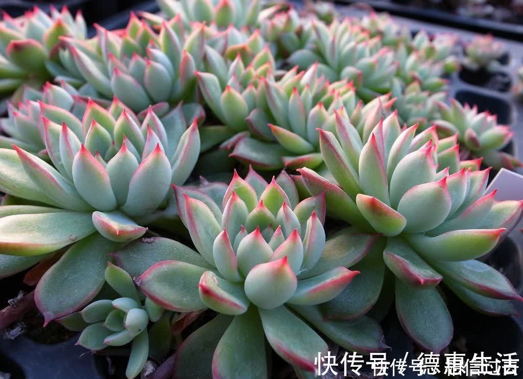 太阳|6种多肉好养活,夏天不休眠,晒晒太阳红彤彤,度夏也萌