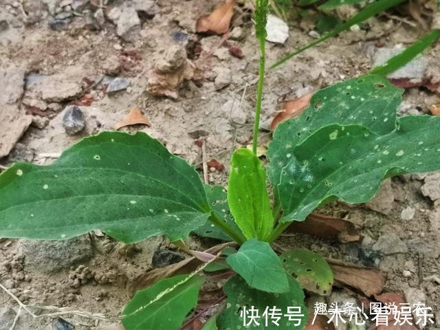 猪耳朵|农村有一种不起眼的野草，叶子与猪耳朵相似，市场售价5元一斤