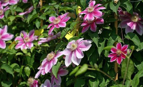 老妈养了5年的铁线莲,每年开春做好3件事,根系壮开花旺!