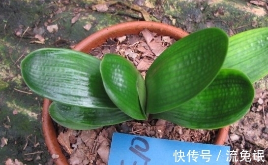 根系|如何判断君子兰需要换盆了,看准这些