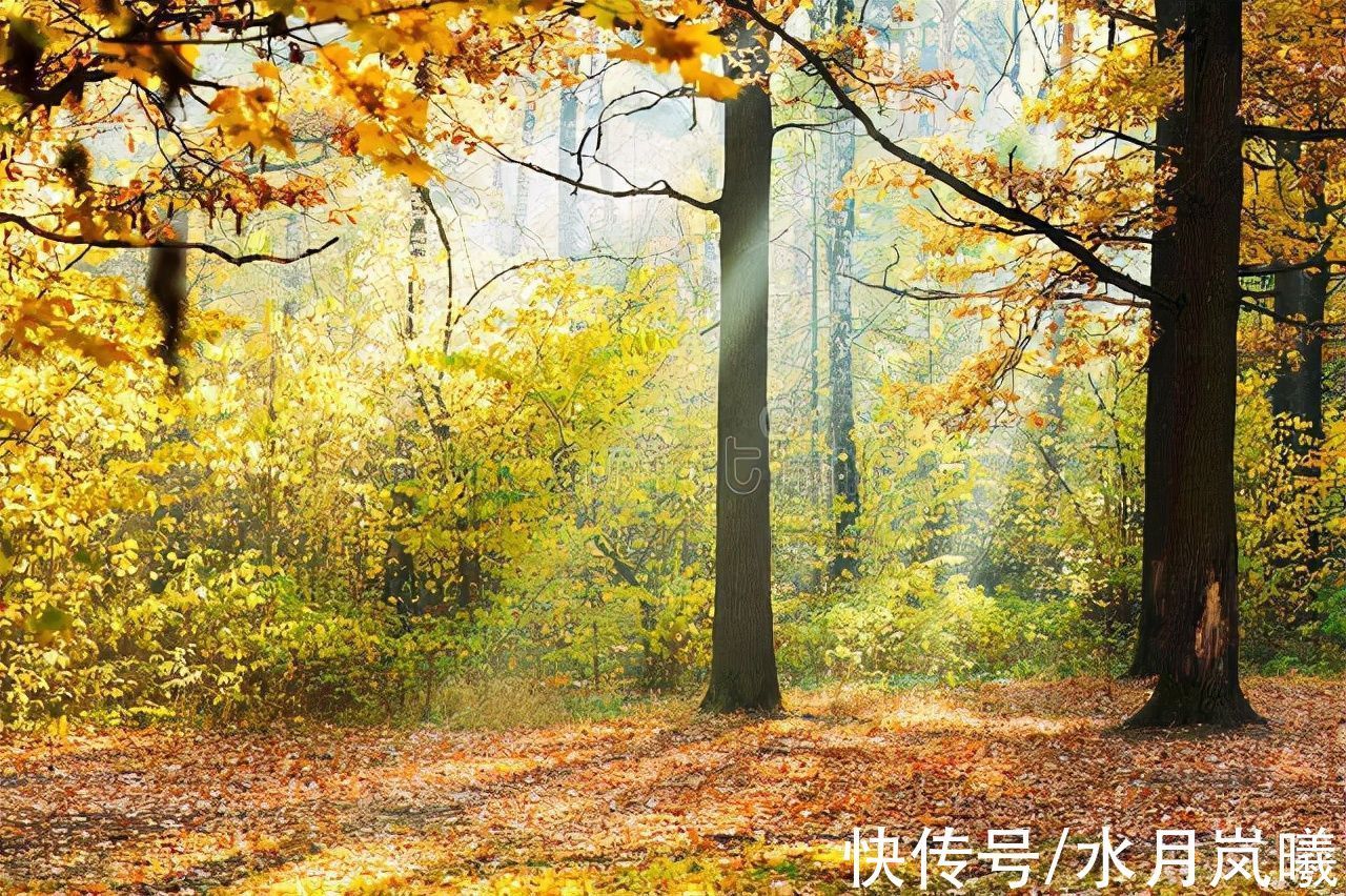 听雪&秋天该很好,你若尚在场,即便人间沧桑,即便世事无常