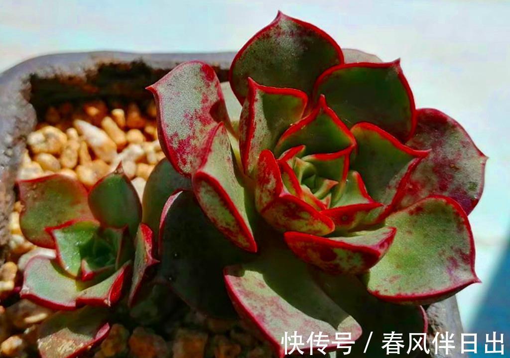 叶片|秋天拯救猪肝色多肉,晒对阳光很重要,清洗植株这步也不能忽略