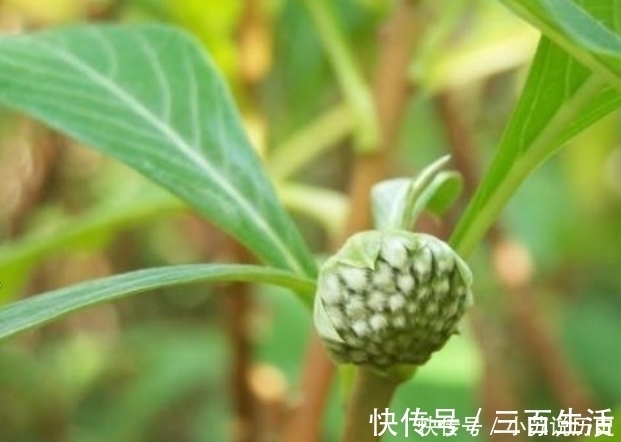 米饭|糖尿病的祸根不是甜食,而是“这个”,很多人餐餐吃,难怪血糖高