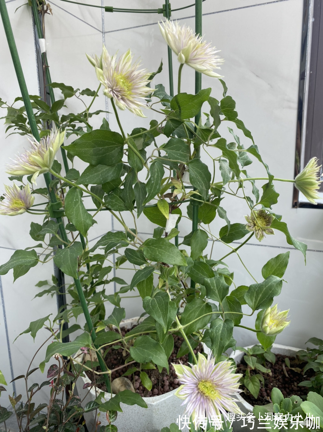 感染|四月养铁线莲,避开“三怕”撒欢长,次月顺着杆攀成“花帘子”