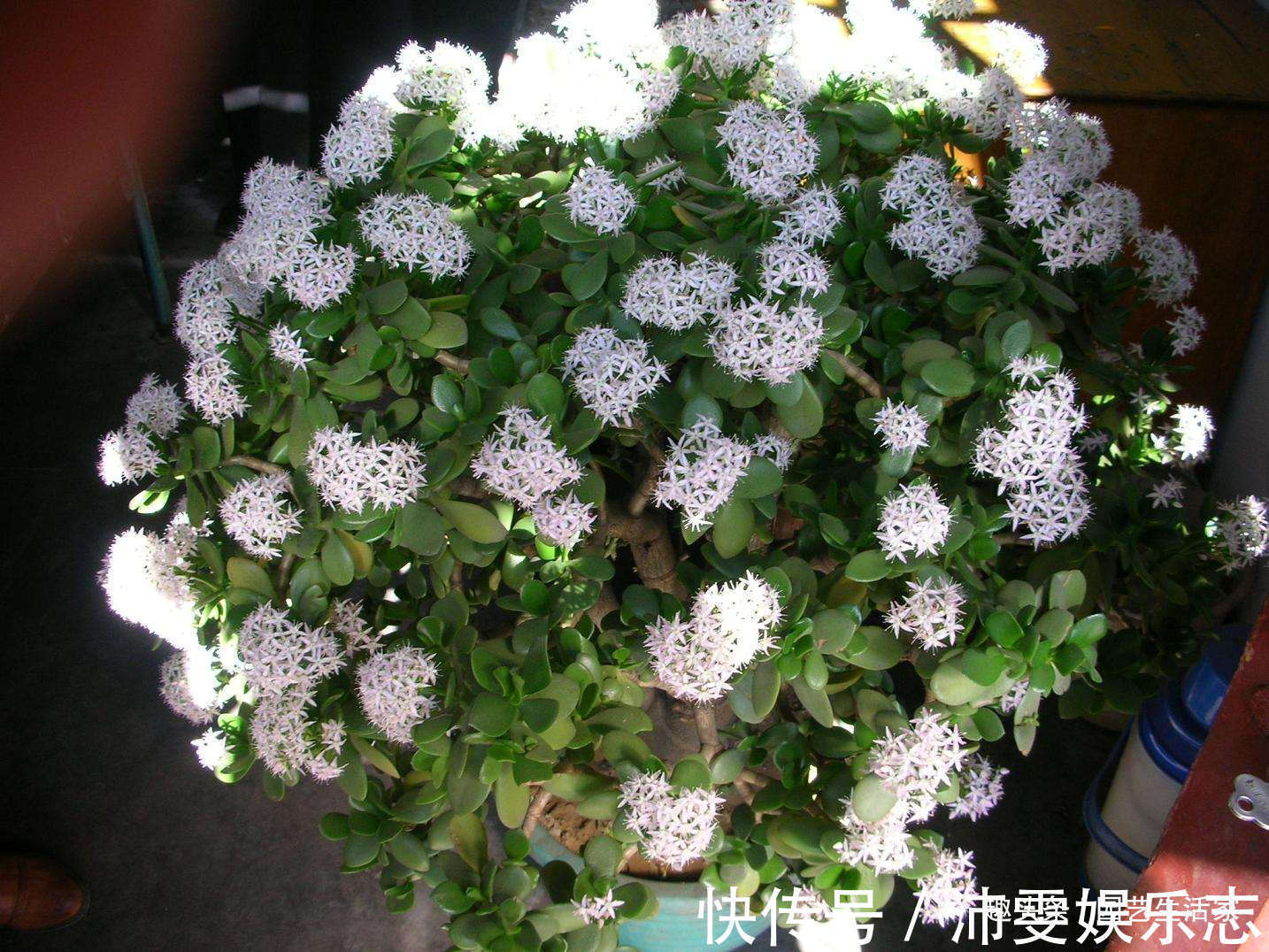 此花被称作“厚脸皮树”,殊不知,它旺宅还养人,能当“传家宝”