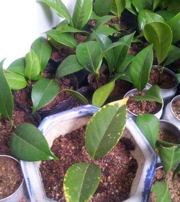 溶液|夏天扦插这些花，几天就生根，1盆变10盆，再也不用花钱买