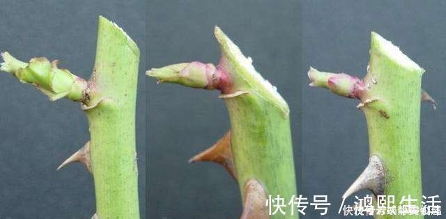 残花梗|月季开完花,这样一处理,2周以后花芽“嘟嘟冒”,花朵开爆